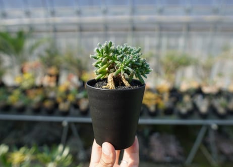 トリコディアデマ　デンサム　Trichodiadema densum