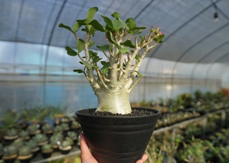 アデニウム　Adenium　No.1