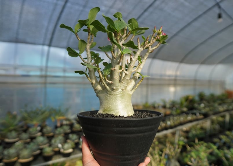 アデニウム Adenium No.1 | mana's farm:塊根植物・アガベ・ドライガー