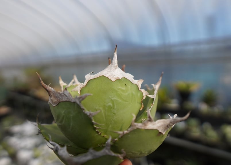 agave titanota 獅子光 lion light No.4 | mana's far