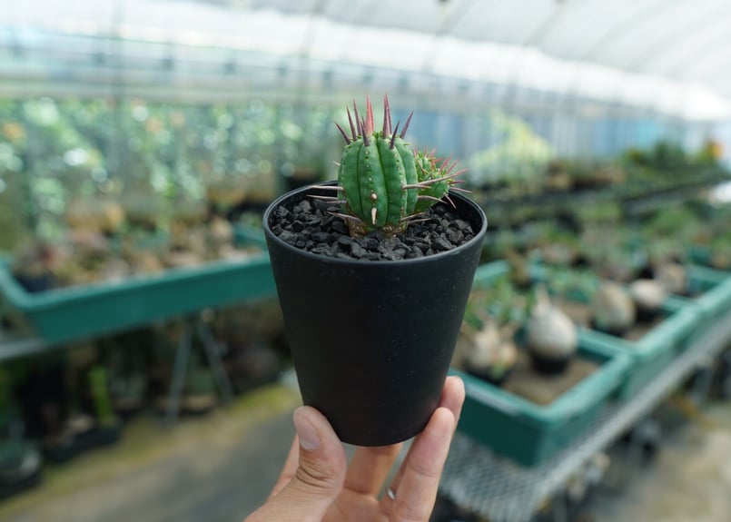 ユーフォルビア　フェロックス　大型株 ユーフォルビア・フェロックスの基本情報・育て方｜多肉植物