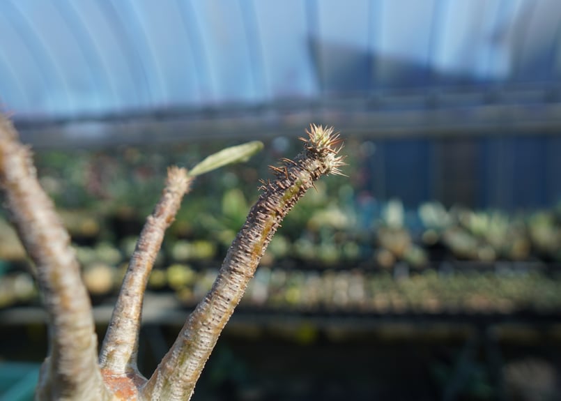 パキポディウム グラキリス Pachypodium Gracilius No.5 | ma