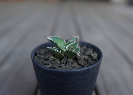 アガベ オテロイ オアハカ agave oteroi oaxaca