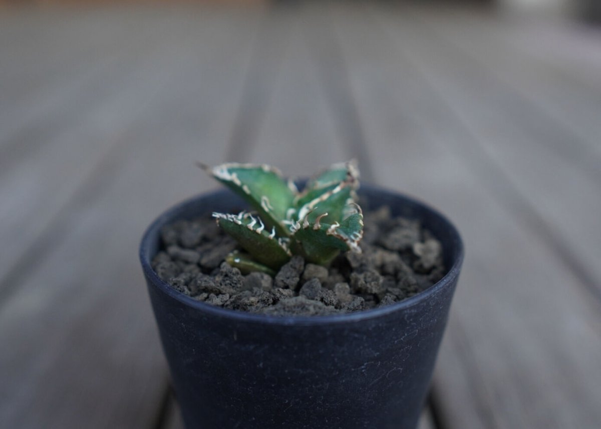 アガベ オテロイ オアハカ agave oteroi oaxaca | mana's farm