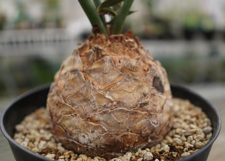 エンセファラルトス　 ホリダス　Encephalartos horridus　 NO.4