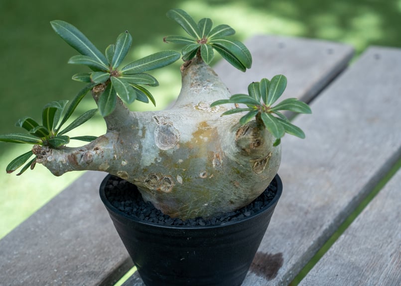 パキポディウム マカイエンセ | mana's farm:塊根植物・アガベ・ドライ