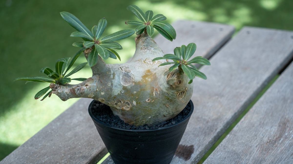 パキポディウム マカイエンセ | mana's farm:塊根植物・アガベ