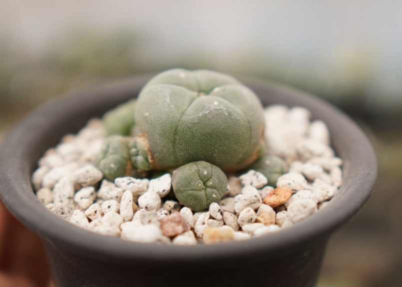 ロフォフォラ 子吹き烏羽玉 | mana's farm:塊根植物・アガベ・ドライ