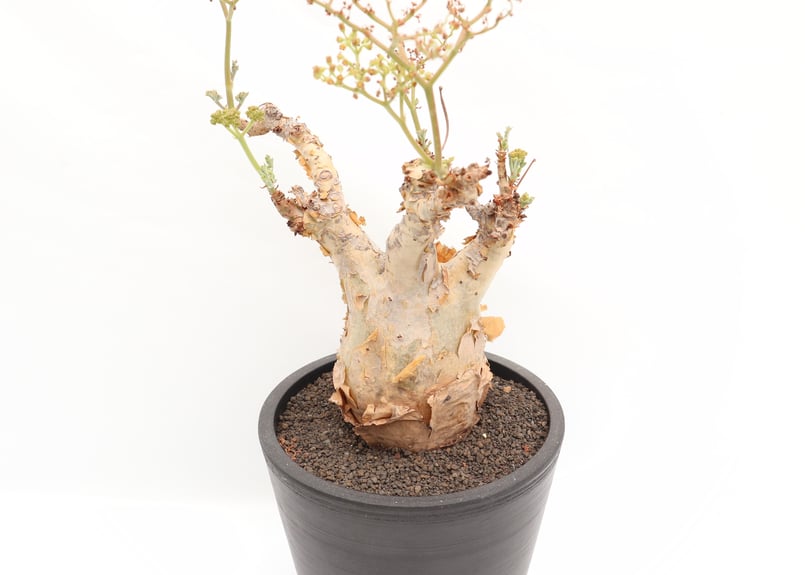 キフォステンマ ベティフォルメ | mana's farm:塊根植物・アガベ