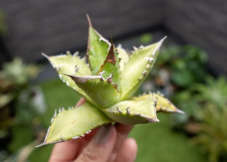 Agave Sowing seeds NO.2