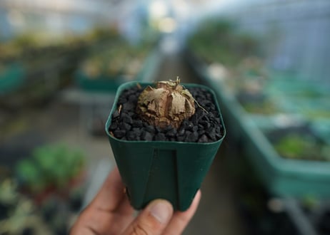 亀甲竜　Dioscorea elephantipes　No.5