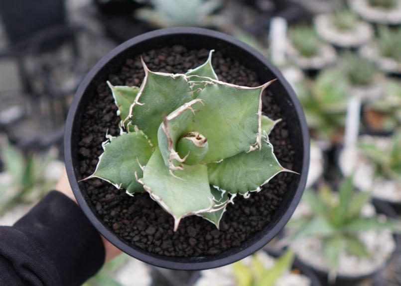 agave titanota 白鯨 | mana's farm:塊根植物・アガベ・ドライガーデ