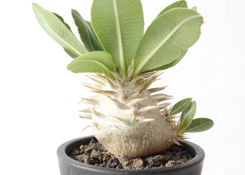 パキポディウム エブレネウム 国内実生株 №4 | mana's farm:塊根植物