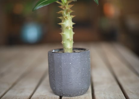 パキポディウム　バロニー　Pachypodium baronii