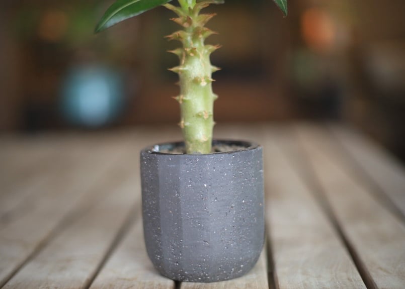 パキポディウム バロニー Pachypodium baronii | mana's farm: