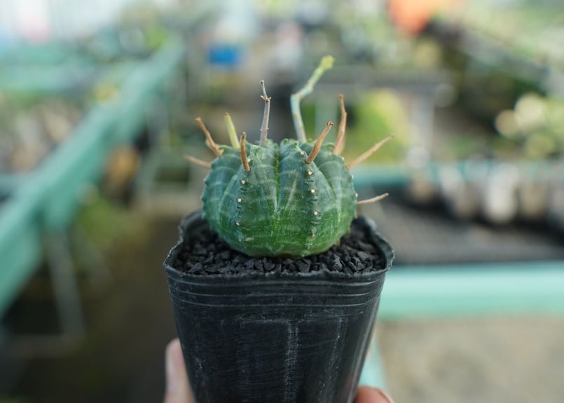 ユーフォルビア スーパーバリダ Euphorbia super valida No.4 |