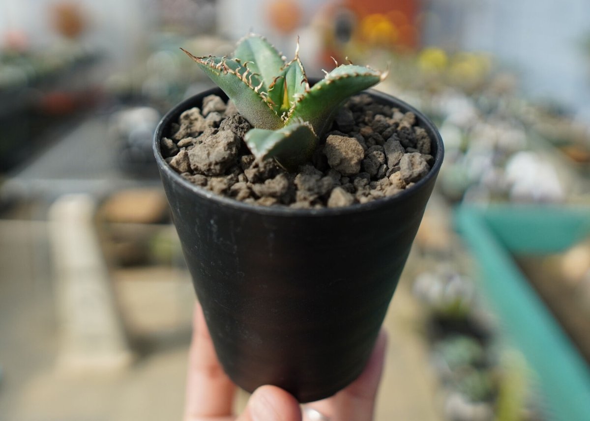 オンライン限定】アガベ チタノタ FO-76 agave titanota FO-76 N