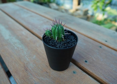 ユーフォルビア　フェロックス　Euphorbia ferox