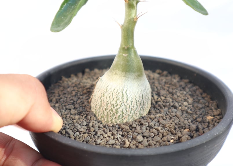 パキポディウム　ビスピノーサム　塊根植物 パキポディウム・ビスピノーサム（Pachypodiumbispinosum）の