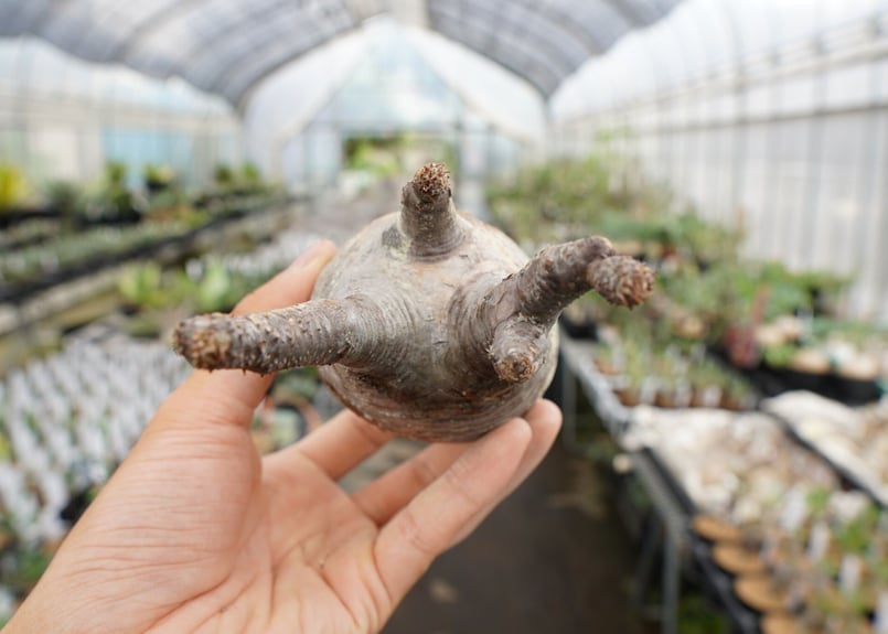 パキポディウム・グラキリス 抜き苗 〈47〉 | mana's farm:塊根植物