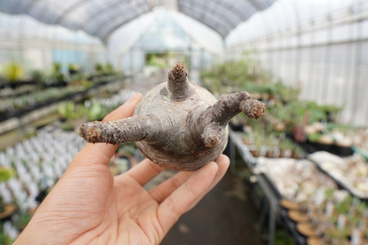 パキポディウム・グラキリス 抜き苗 〈47〉 | mana's farm:塊根植物