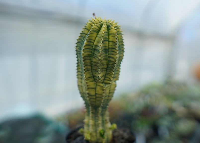 ユーフォルビア 魔紅キリン Euphorbia “Makou kirin” | mana's