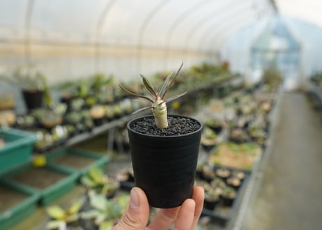 パキポディウム　グラキリス　 Pachypodium Gracilius  No.4