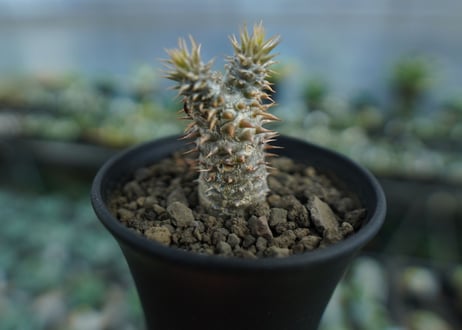 パキポディウム　伊藤ハイブリッド　Pachypodium 'Itoh Hybrid'  No.1