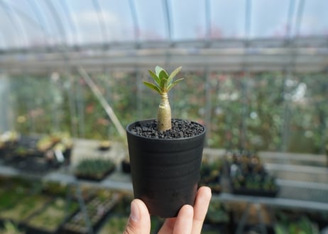 アデニウム　Adenium  No.10