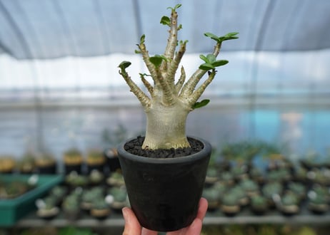 アデニウム　Adenium　No.14