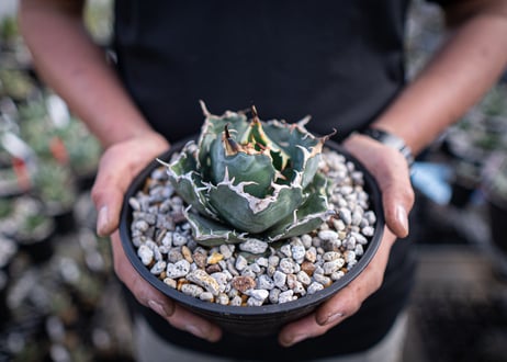 agave titanota　白鯨  ガチムチ選抜株