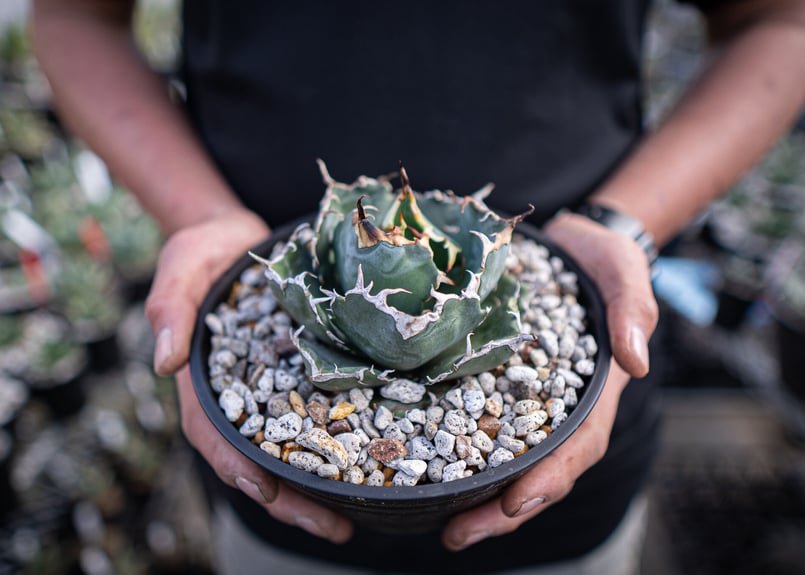 agave titanota 白鯨 ガチムチ選抜株 | mana's farm:塊根植物・ア