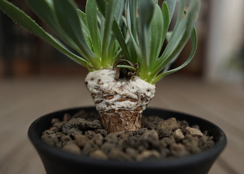 オトンナ レトロルサ Othonna retrorsa | mana's farm:塊根植物・