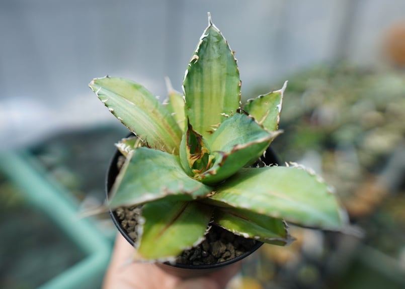 アガベ チタノタ 錦 Agave titanota Variegated | mana's g アガベ チタノタ 錦 Agave titanota Variegated | mana's g