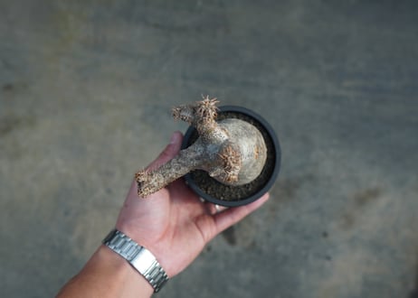 パキポディウム　グラキリス　 Pachypodium Gracilius  No.5