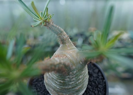 パキポディウム　グラキリス　 Pachypodium Gracilius  No.3