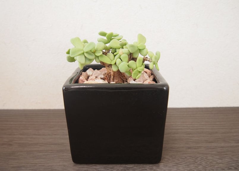 ケラリア ピグマエア ceraria pygmaea | mana's farm:塊根植物・ア