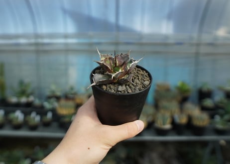 アガベ　チタノタ　ハデス　Agave titanota Hades　No.1