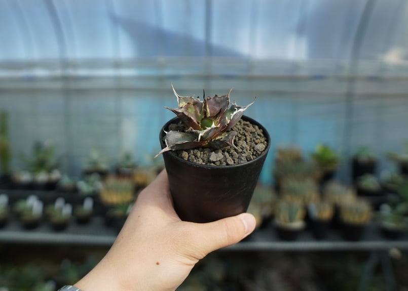 アガベ チタノタ ハデス Agave titanota Hades No.1 | mana's