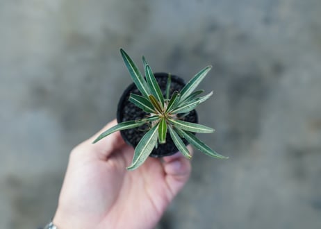 パキポディウム　グラキリス　 Pachypodium Gracilius  No.2