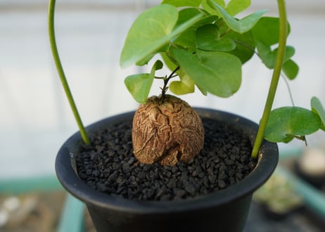 亀甲竜　Dioscorea elephantipes