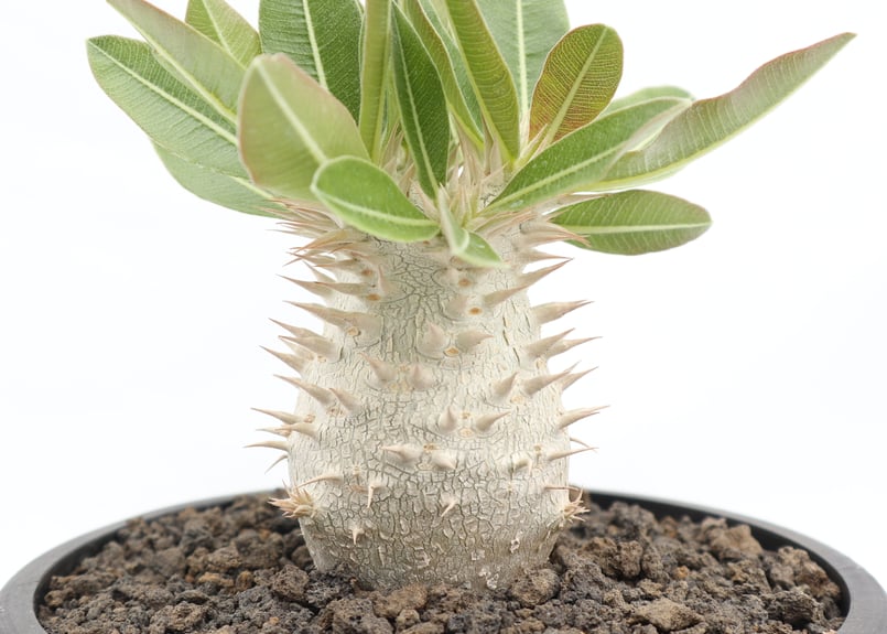 パキポディウム エブレネウム 現地球 発根済 塊根植物 幹ガチガチ 2年