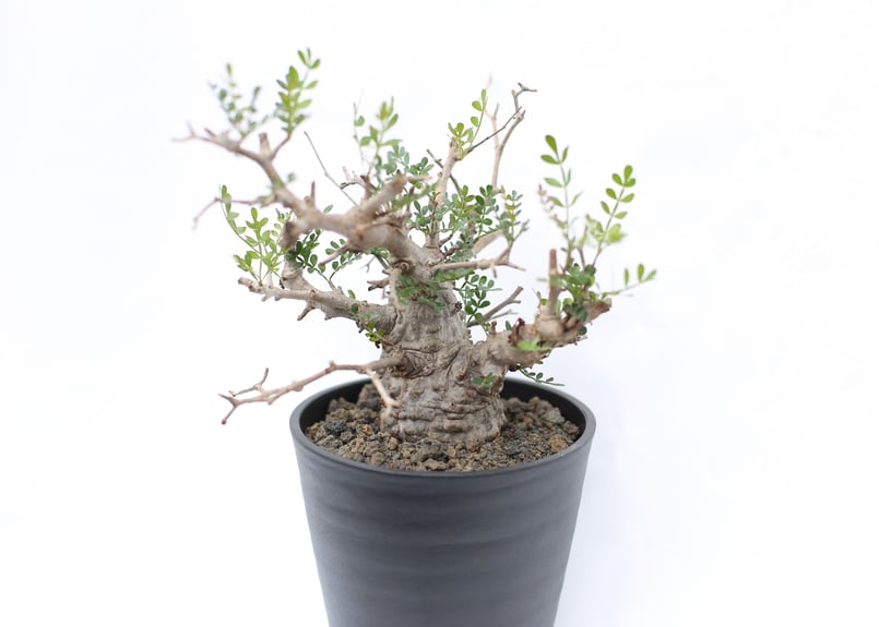 塊根植物 オペルクリカリア パキプス 特選 10株 オペルクリカリア・パキプス「塊根植物の王様」(発根管理済) P01