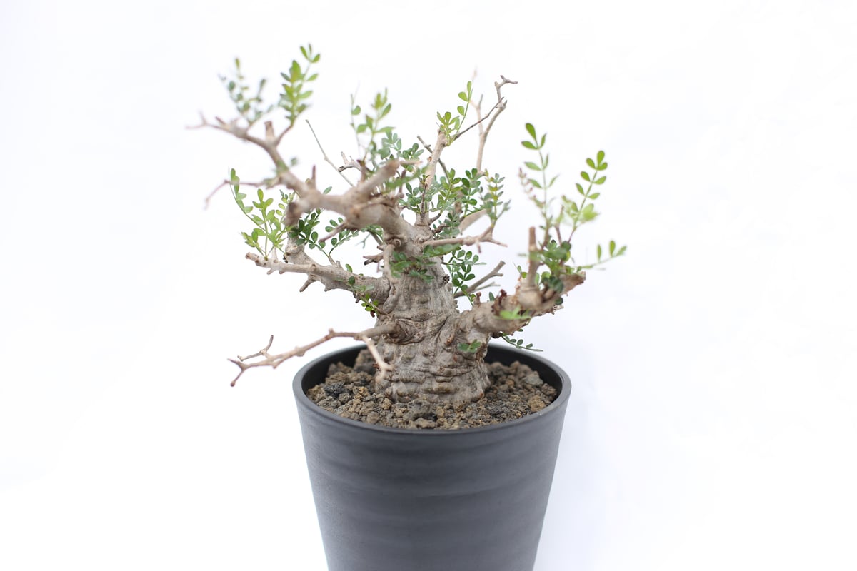 塊根植物 オペルクリカリア パキプス 特選 10株 オペルクリカリア パキプス no.10 | mana's farm:塊根植物・アガベ