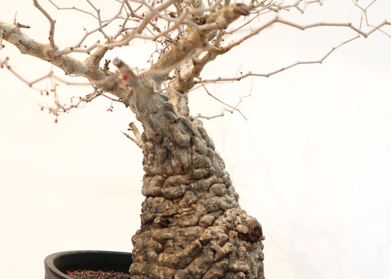 良樹形 （パキプス） 中株／発根済／ワイド枝張り・荒肌塊根の迫力◎ 良樹形 （パキプス） 中株／発根済／ワイド枝張り・荒肌塊根の迫力