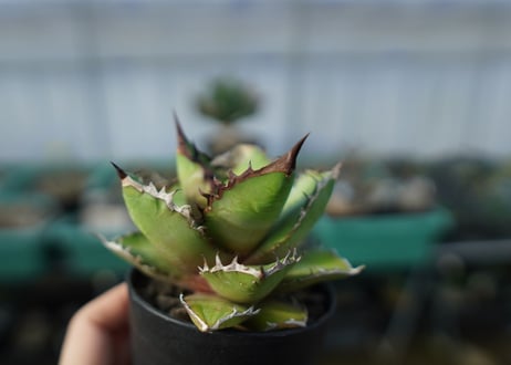 アガベ　チタノタ　黒火焰　Agave titanota Black flame No.1