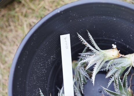 Dyckia meteor