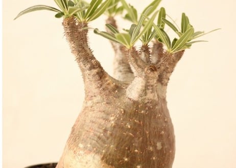 Pachypodium Gracilius パキポディウム  グラキリス  №７
