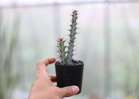 ユーフォルビア　アエルギノーサ