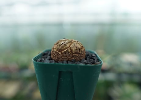 亀甲竜　Dioscorea elephantipes　No.2